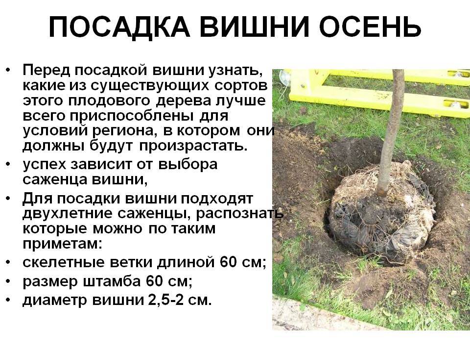 Посадка вишни осенью - лучший выбор для успешного сезона в будущем