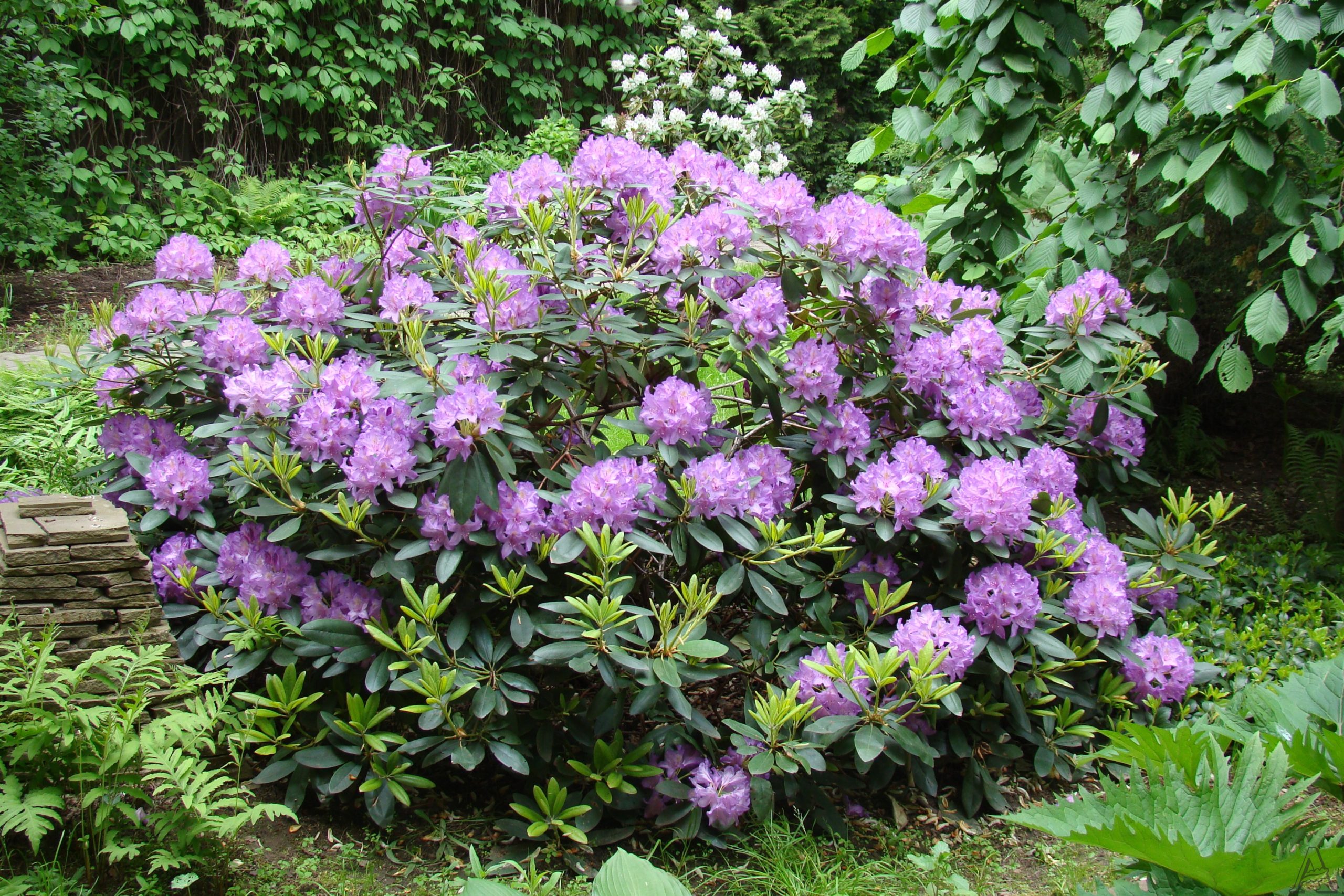 Вечнозеленые кустарники для сада: создание красивого и уютного уголка природы