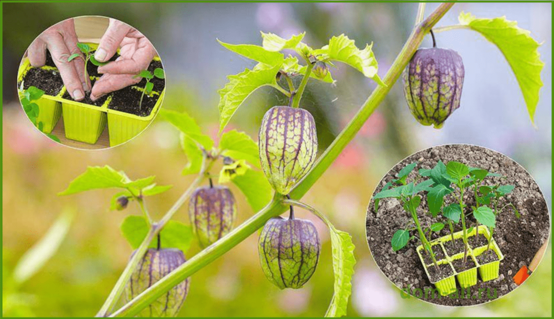 Физалис ягодный: описание, выращивание и уход