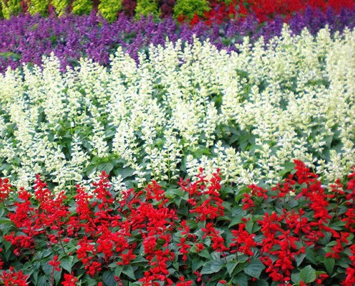 Выращивание сальвии из семян