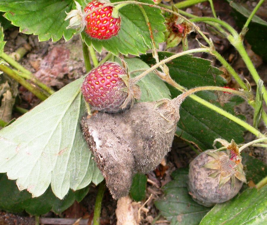 Болезни клубники: как обезопасить свой урожай?