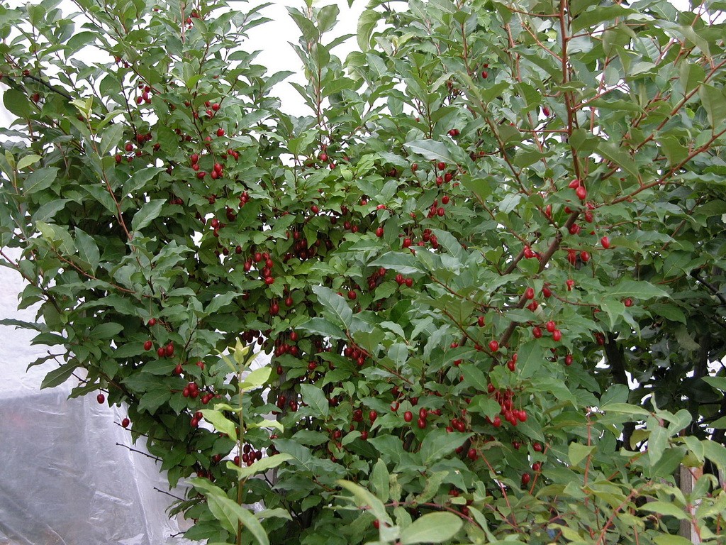 Как посадить кустарник гуми?