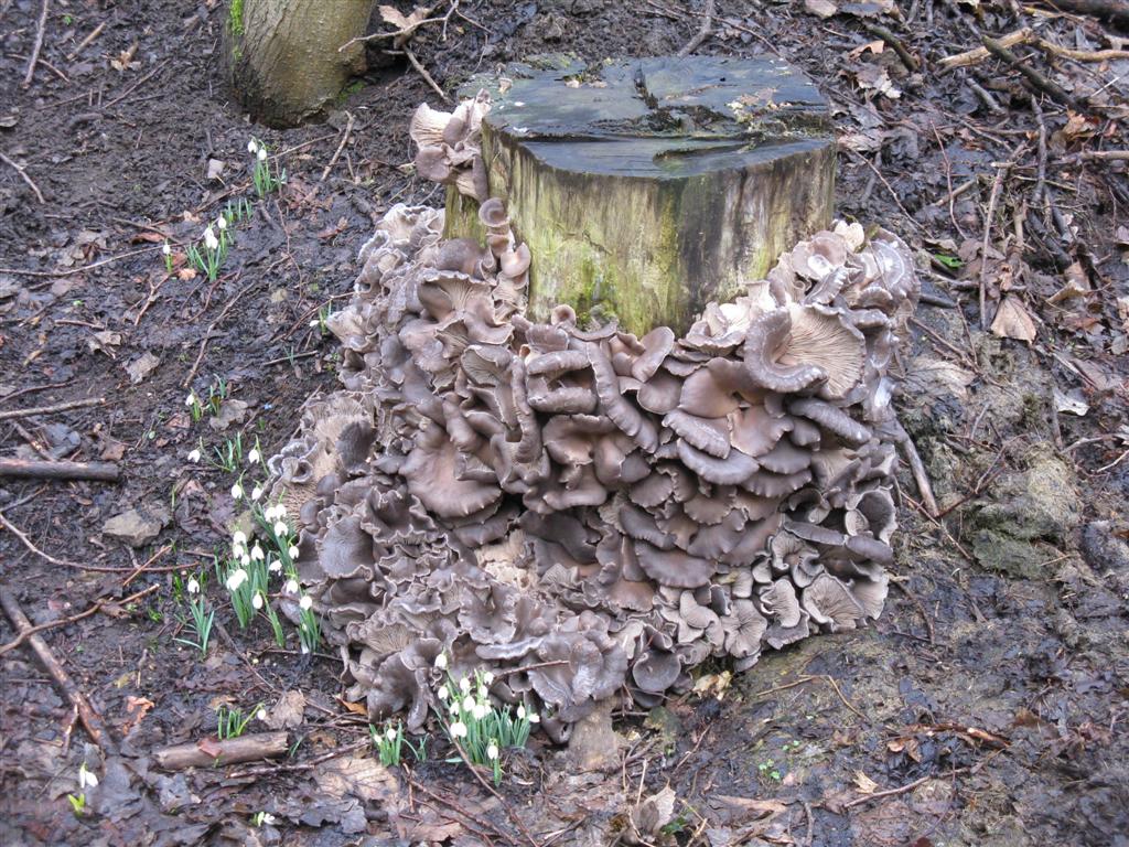 Какие грибы можно вырастить на участке