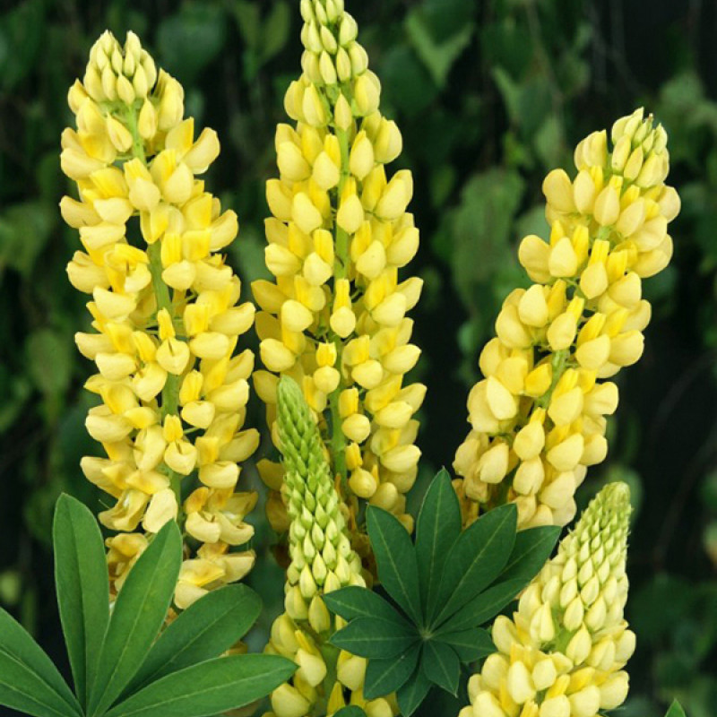 Люпин: выращивание, фото