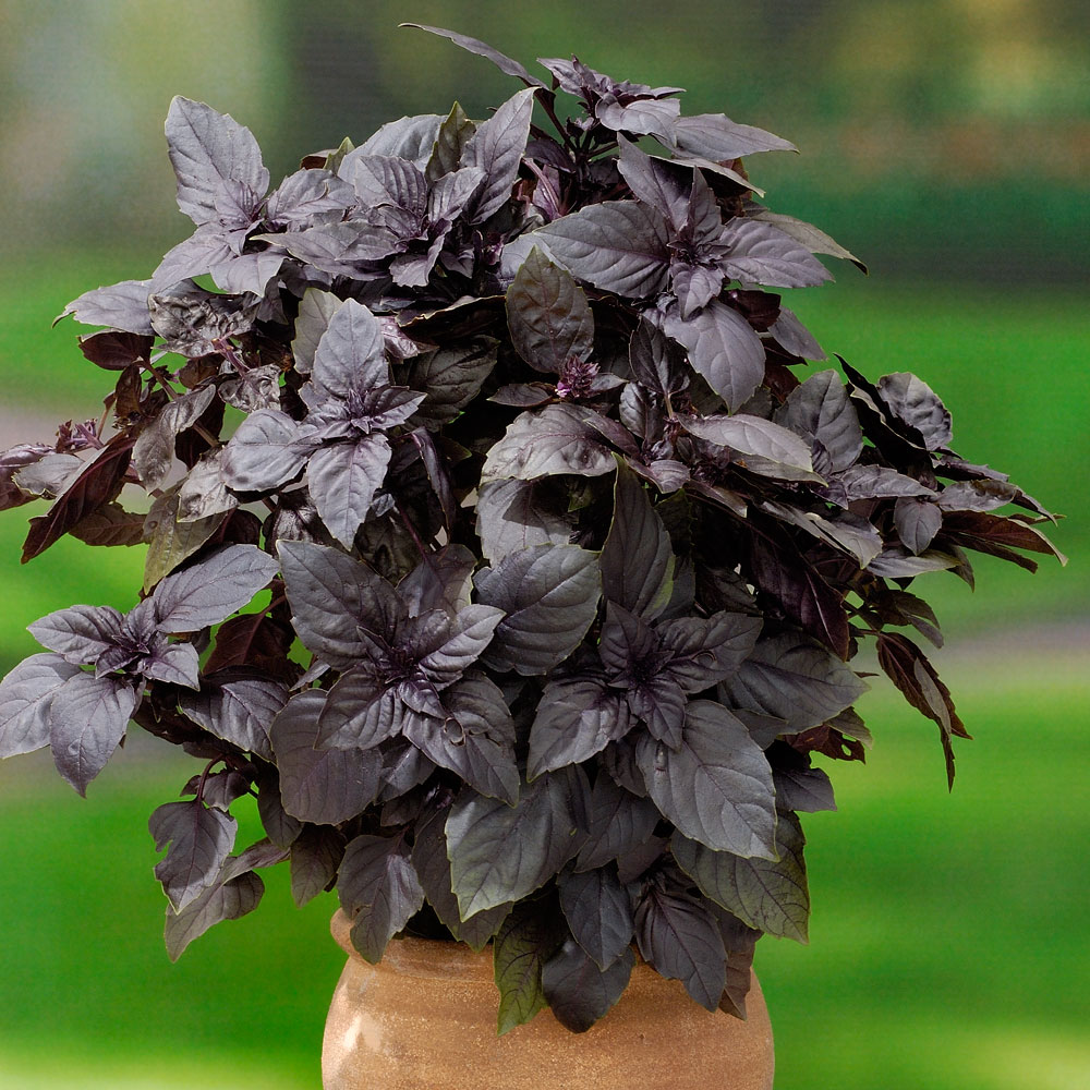 Выращивание базилика в домашних условиях