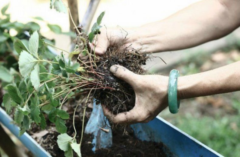 Основные способы размножения клубники