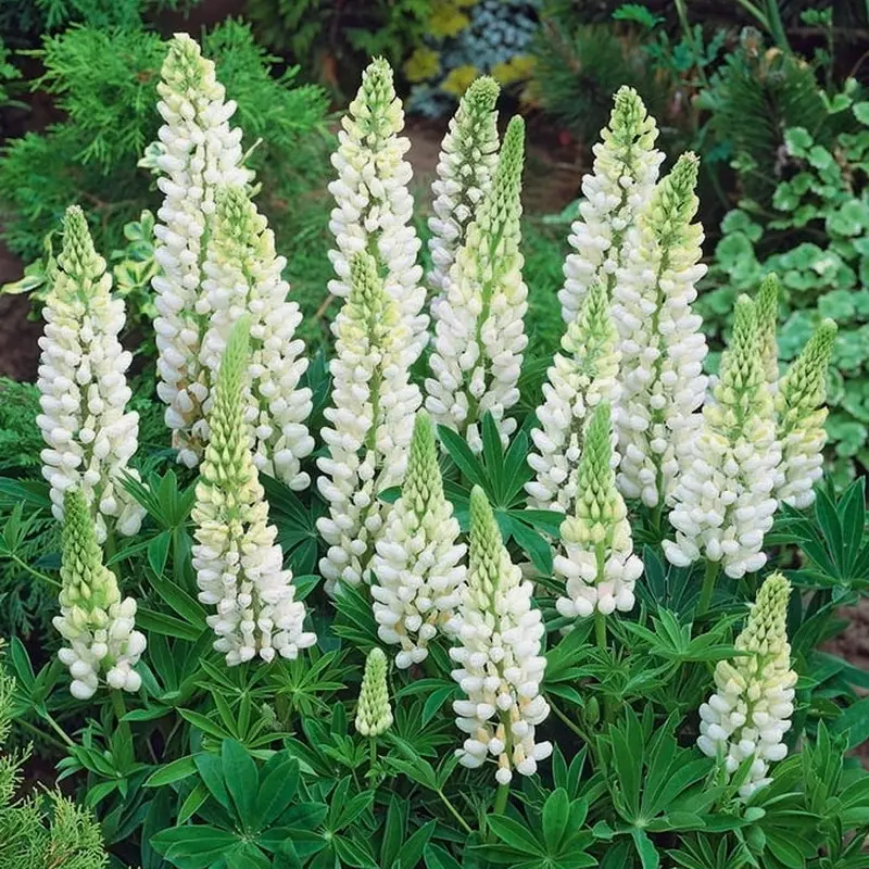 Люпин: выращивание, фото