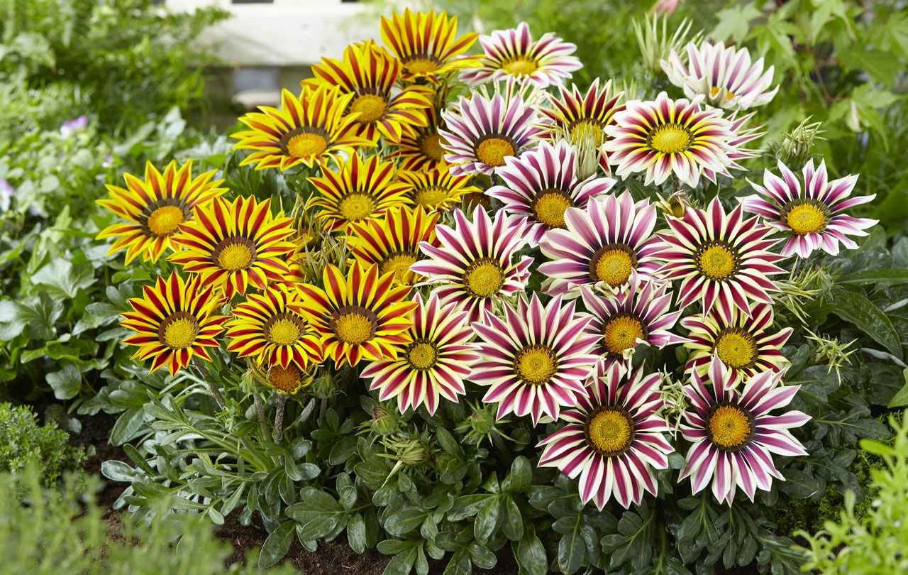 Выращивание и уход за гацанией