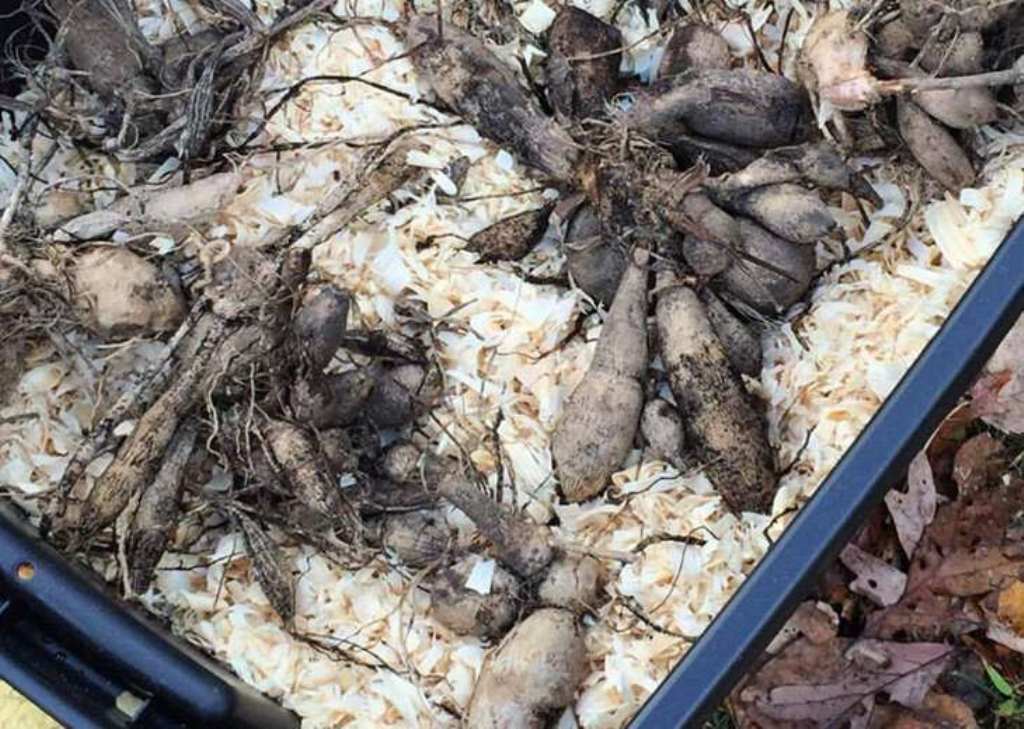 Уход за георгинами осенью