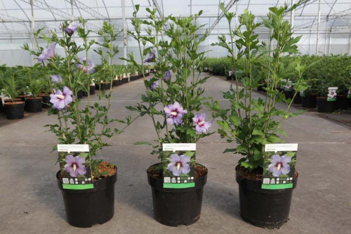 Посадка и уход за гибискусом в открытом грунте