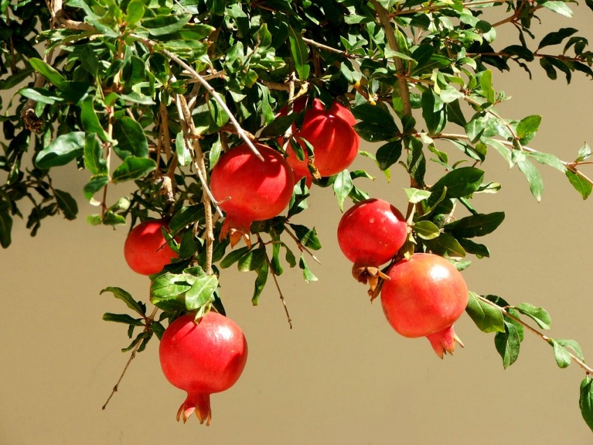 Посадка граната в открытый грунт: секреты успешного выращивания