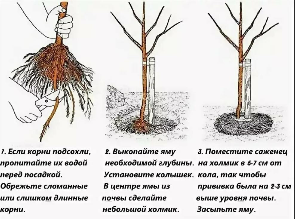 Выращиваем грушу в нашем саду