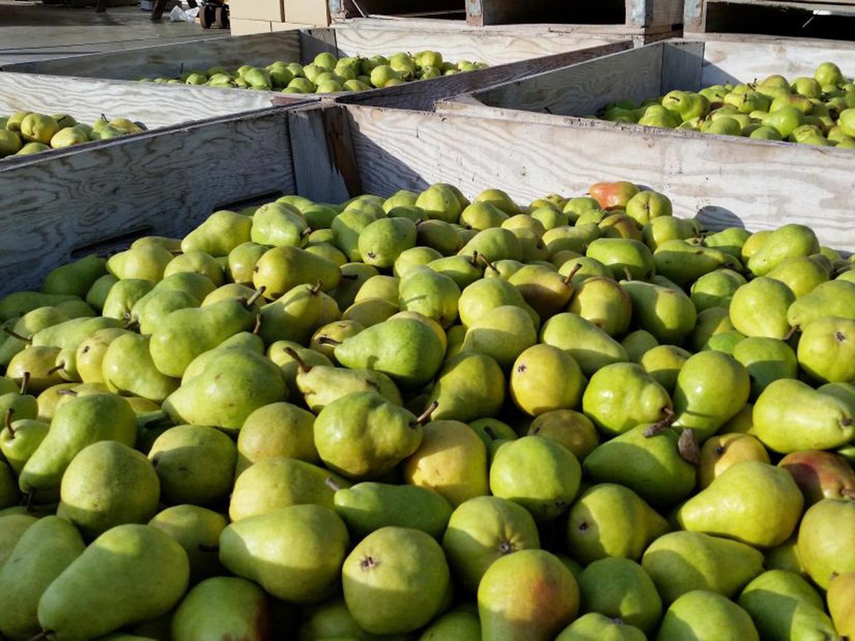 Как ухаживать за грушей