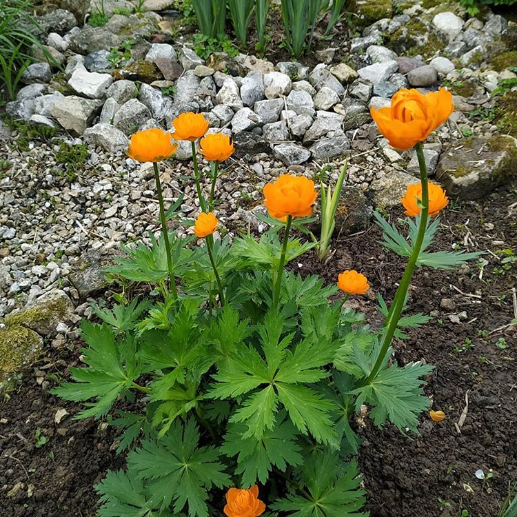 Посадка и уход за купальницей азиатской