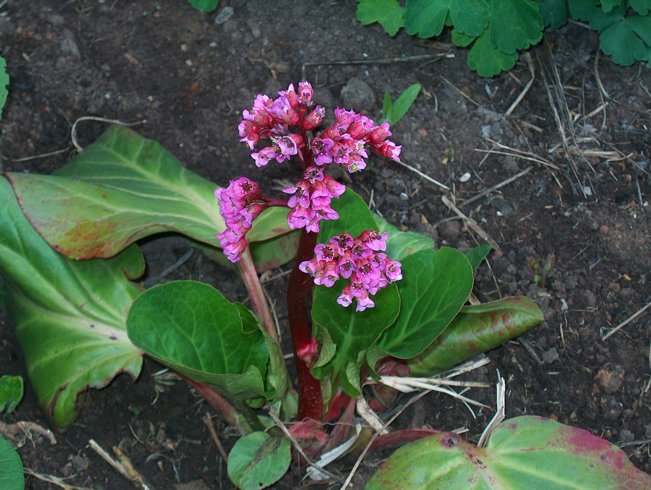 Посадка и уход за баданом: советы и рекомендации