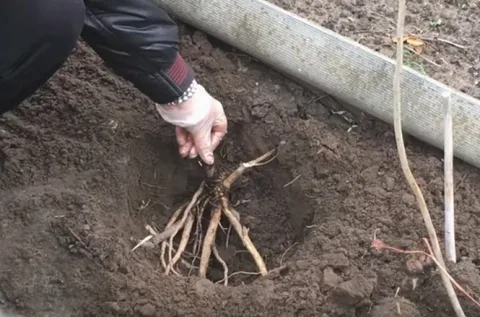 Посадка и уход за гибискусом в открытом грунте