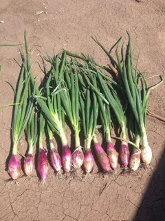 Выращиваем лук на зелень