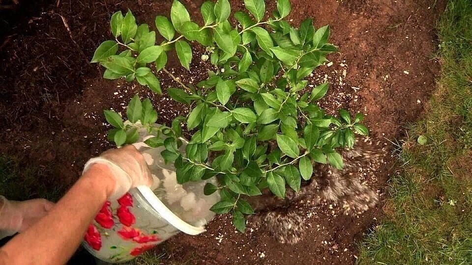 Посадка садовой черники: важные моменты и советы