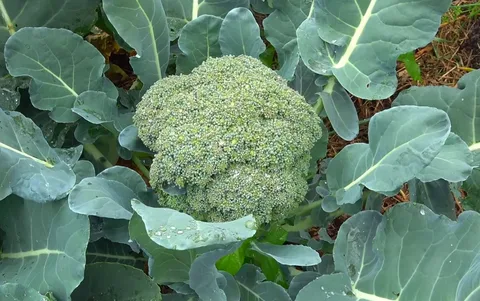 Полезные свойства брокколи