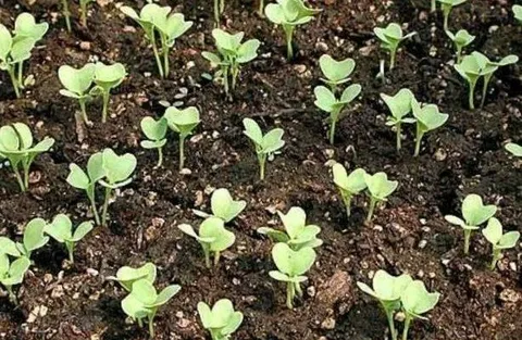 Посадка брюквы в открытый грунт