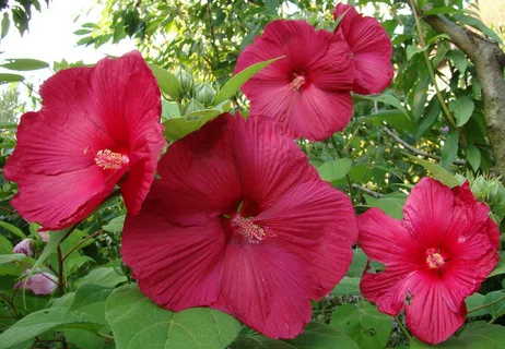 Посадка и уход за гибискусом в открытом грунте