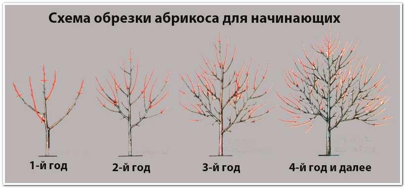 Осенняя обрезка абрикоса: как и почему проводить