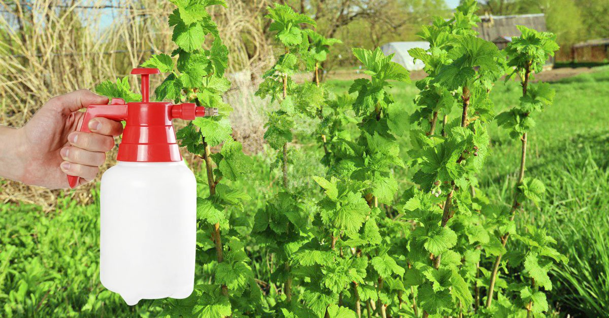 Выращивание черной смородины: секреты успешного урожая