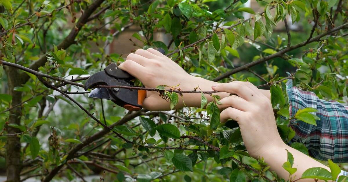 Как правильно посадить вишню весной