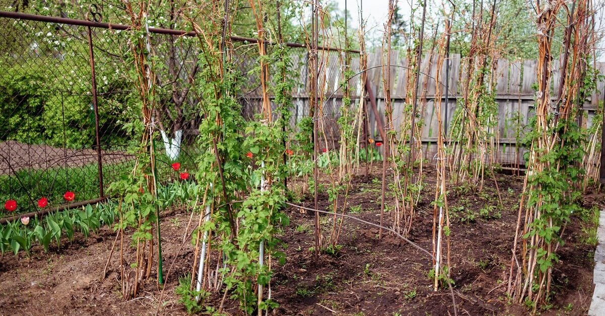 Как обрезать и подвязать малину весной?