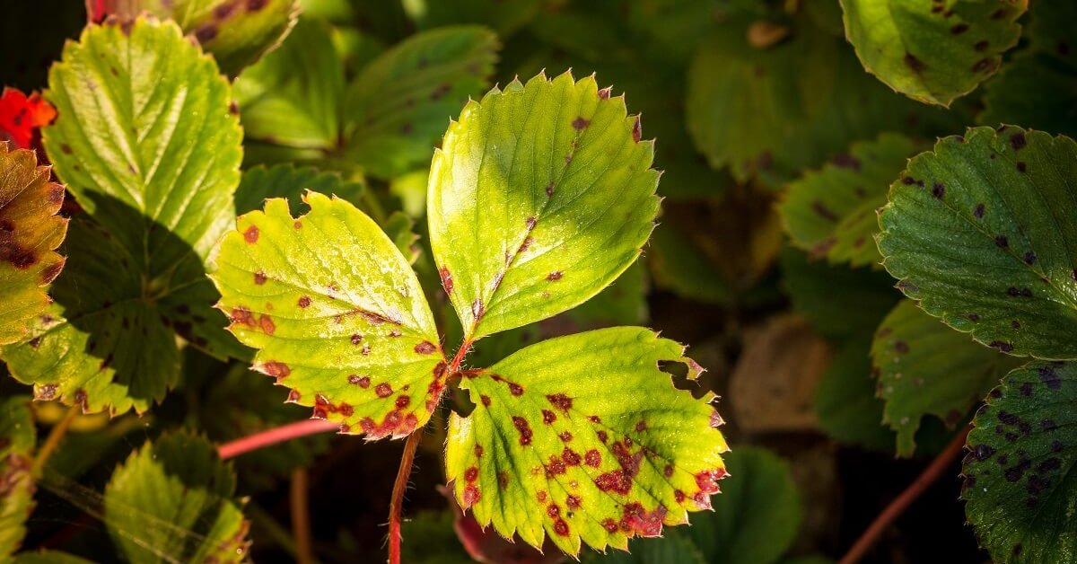 Болезни клубники: как обезопасить свой урожай?