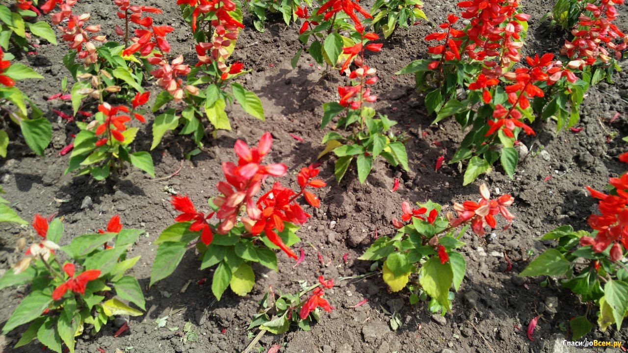 Выращивание сальвии из семян