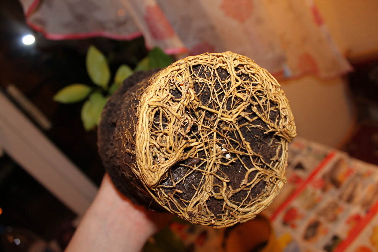 Как часто пересаживать лимон?