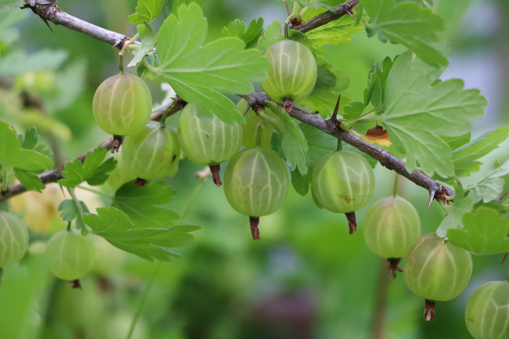 Выращивание крыжовника: секреты успешной культуры и полезные советы