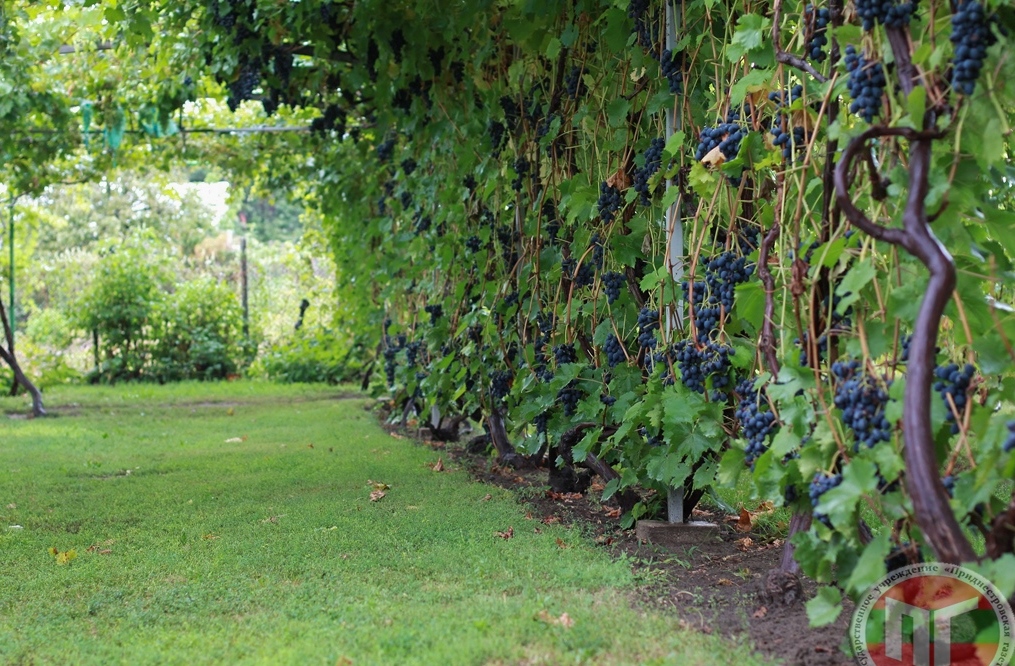 Выбор и подготовка участка под виноград