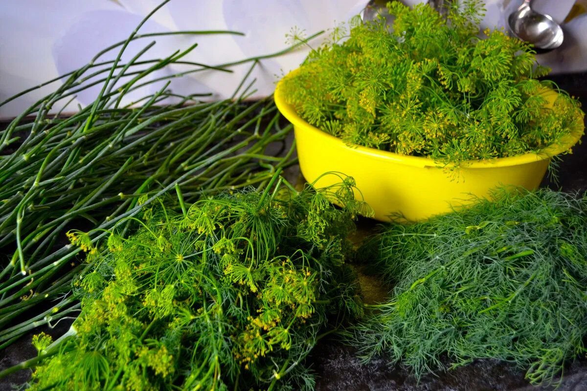 Посадка укропа в открытый грунт: советы и рекомендации