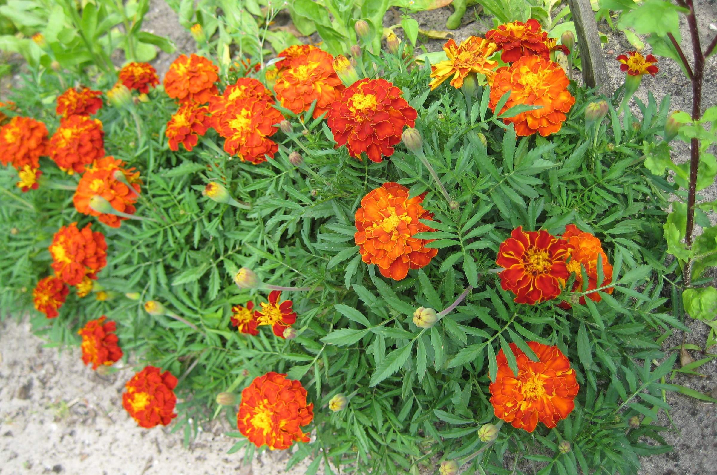 Низкорослые садовые цветы: маленькие красавцы, которые украсят ваш сад