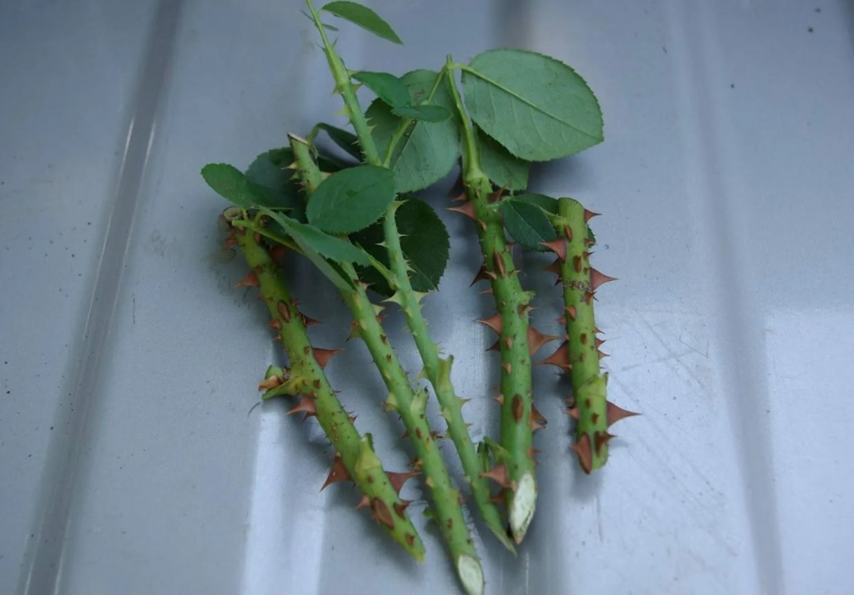 Способы выращивания розы из черенка