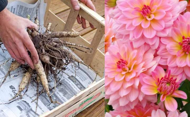 Уход за георгинами осенью