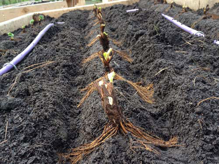 Где и как посадить хрен на участке