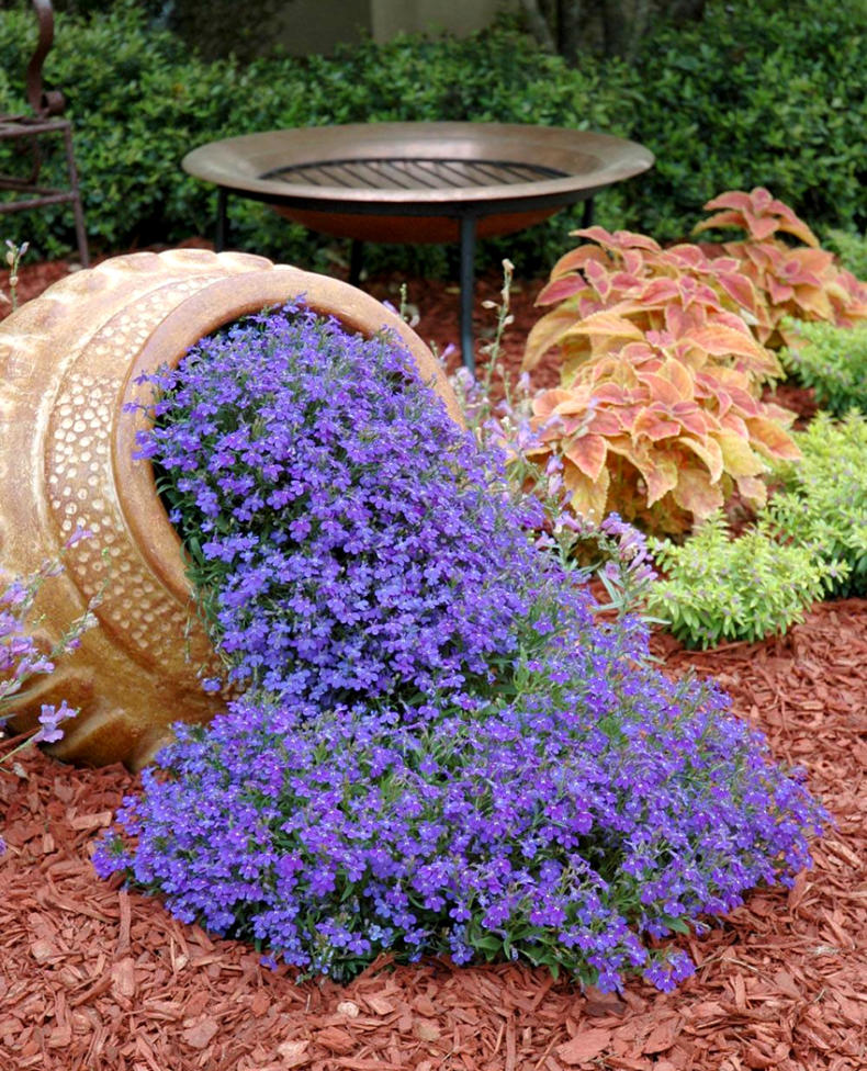 Выращивание лобелии из семян: секреты успешного процесса