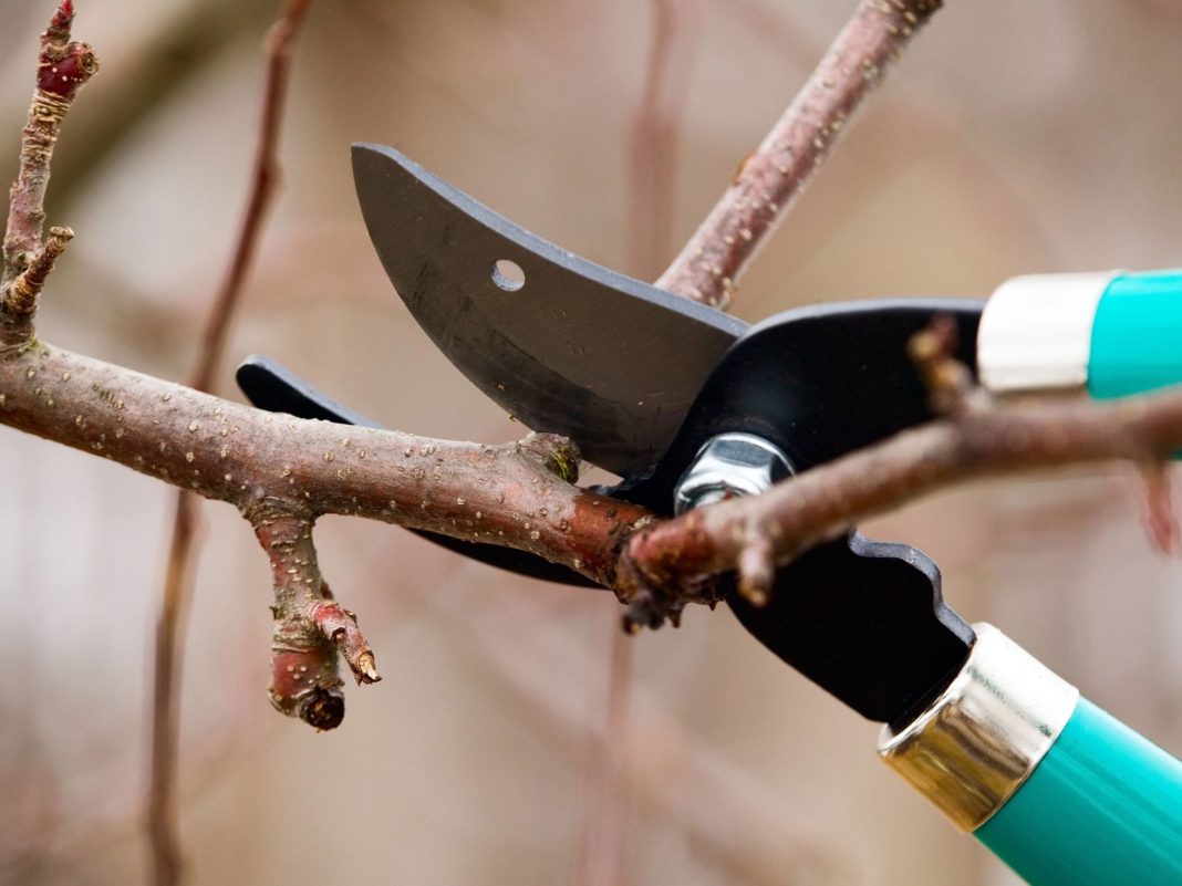 Осенняя обрезка абрикоса: как и почему проводить