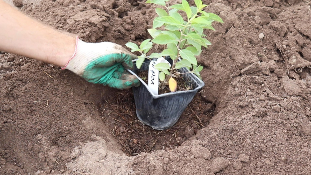 Посадка гортензии в открытый грунт: секреты успешного выращивания