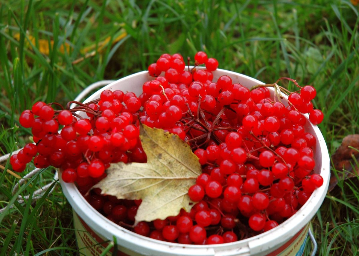 Выращивание калины обыкновенной: богатство ягод и красота куста