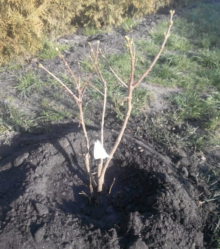 Выращивание калины обыкновенной: богатство ягод и красота куста