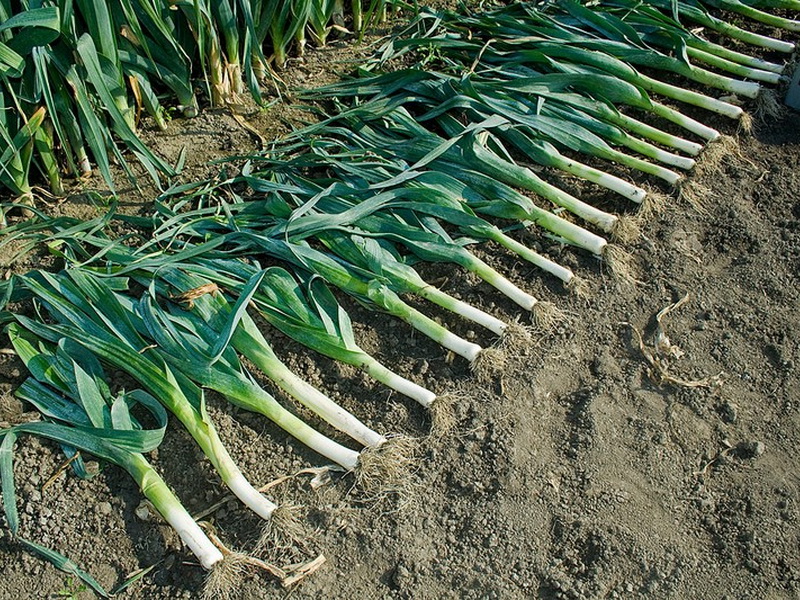 Посадка и выращивание лука-порея