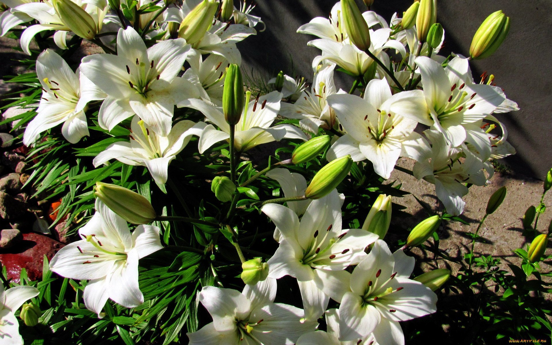 Выращивание и уход за лилиями