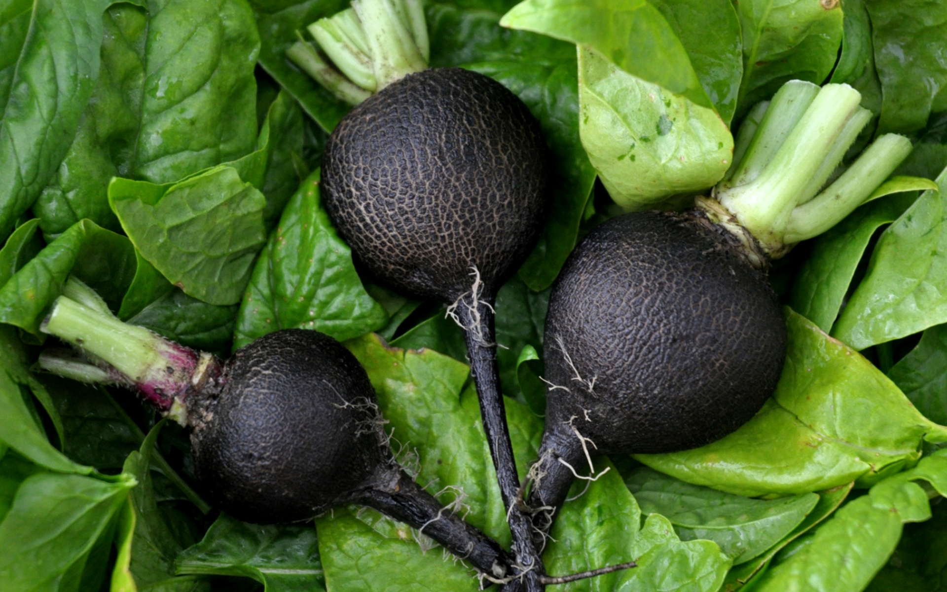 Полезные свойства черной редьки