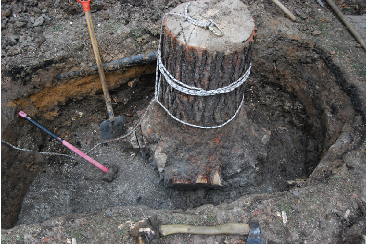 Корчевка пней на участке: удобные способы и полезные советы