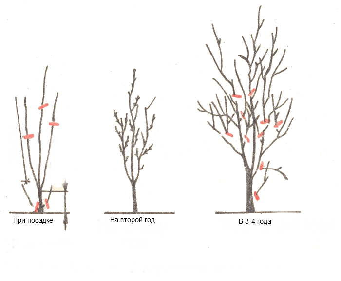 Осенняя обрезка сливы: как сохранить здоровье и красоту дерева