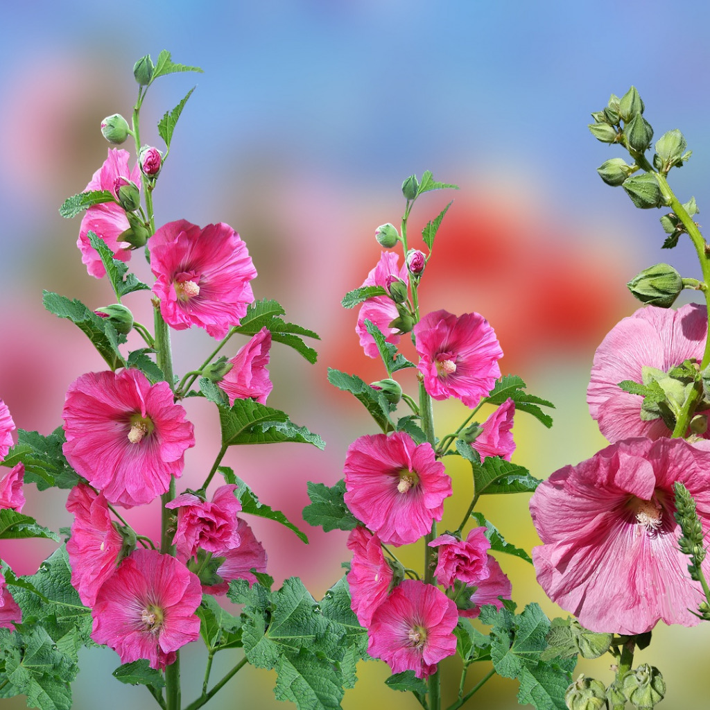 Мальва в вашем саду: красота и польза